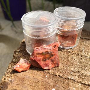 RAW CRYSTAL & MINERALS fire opal mexico jar