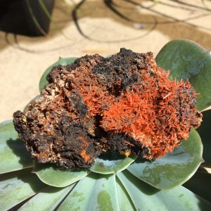 RAW CRYSTALS & SPECIMENS crocoite individualy priced