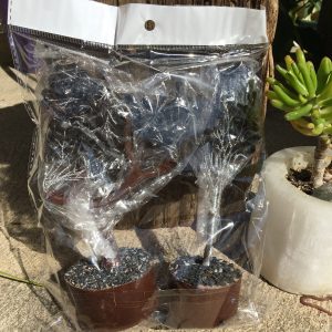 BOXED & BAGGED ITEMS black agate trees