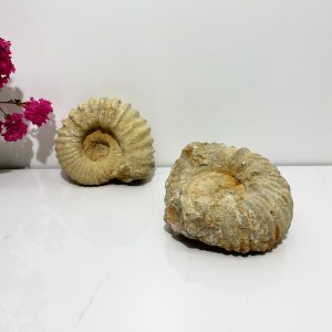 Ammonite 7-10cm